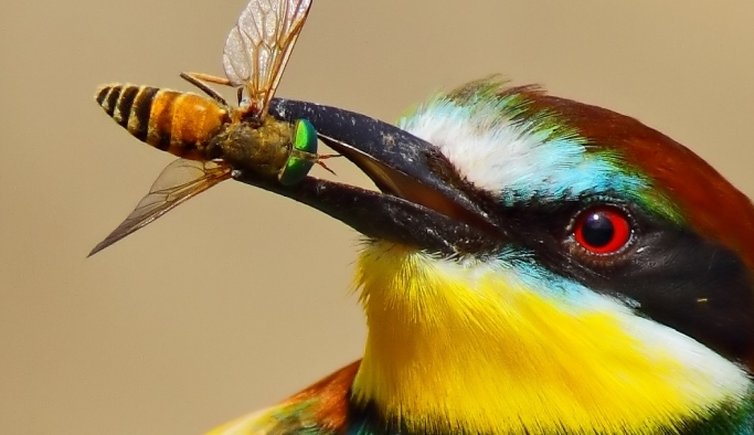 Amazon'da böcek yiyen 9 kuş türü popülasyonunda keskin düşüş