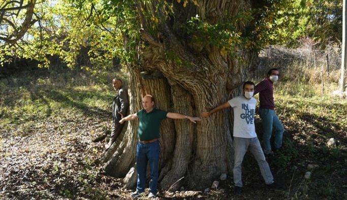 Dünyanın en yaşlı armut ağacı Artvin’de tespit edildi
