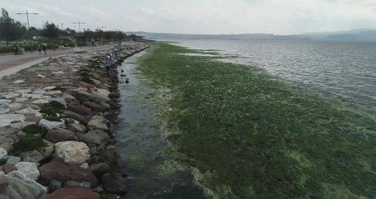 İzmir'in Karşıyaka sahilini deniz marulları kapladı