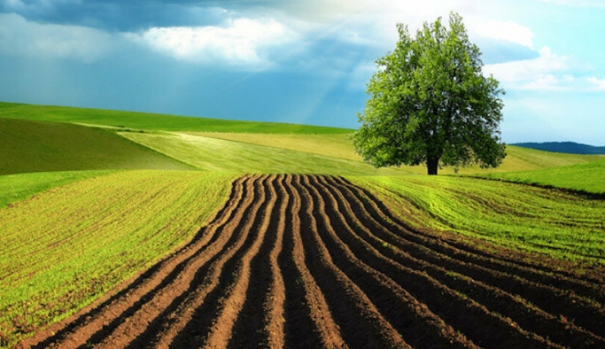 Gıda, tarım ve ormana yeni düzenlemeler