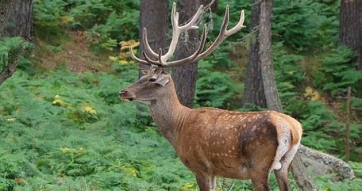 Tarım ve Orman Bakanlığınca 79 yaban hayvanı doğaya salındı