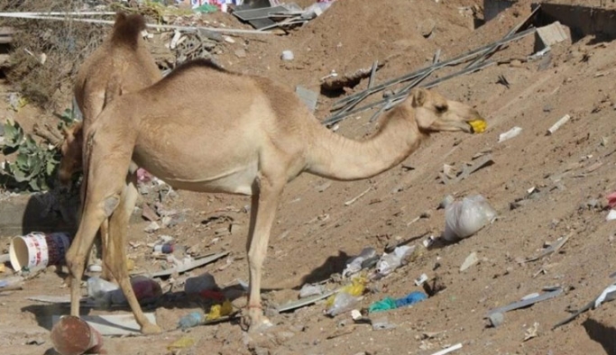Dubai’de yüzlerce deve, plastik kirliliği nedeniyle acı çekerek öldü