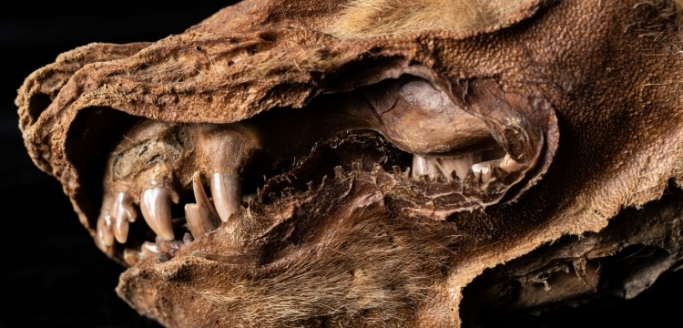 Kanada'da bulunan 57 bin yıllık kurt yavrusu fosiline Zhur adı verildi