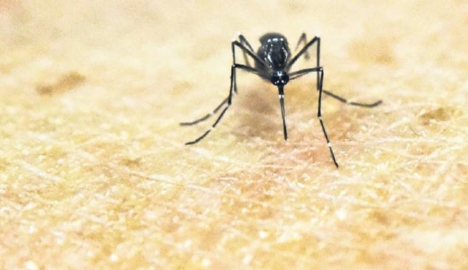 Uzmanlardan kuraklık uyarısı: Sivrisinek artışı ve hastalık görülebilir