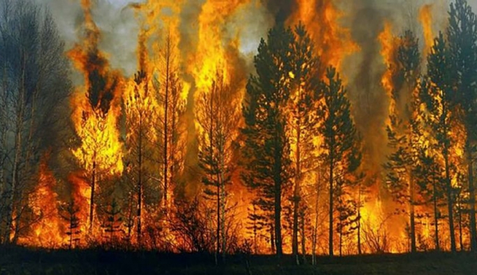 2020’nin yangın bilançosu: 29 bin futbol sahası kadar orman yandı