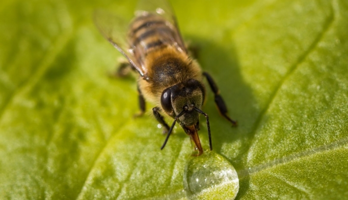 İklim değişikliği ve zirai ilaçlar arı çeşitliliğini tehdit ediyor