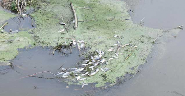 Porsuk’taki balık ölümlerinin sebebi tarımsal ilaçlama olabilir