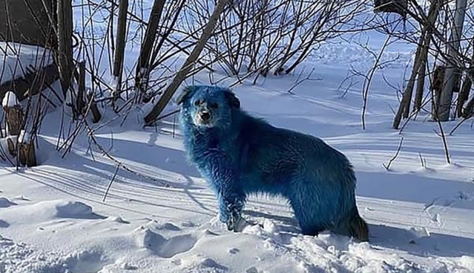 Rusya’da mavi köpek bilmecesi!