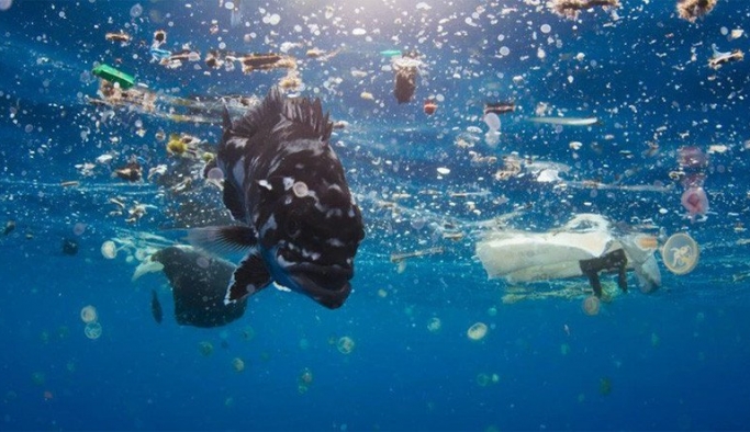 Deniz canlıları plastikleri besin zannediyor!