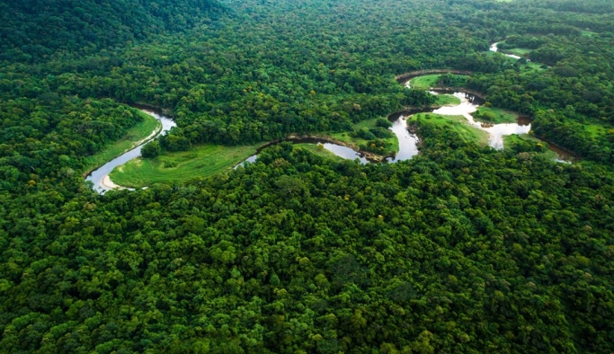 Tropikal yağmur ormanlarının yüzde 34'ü yok oldu!