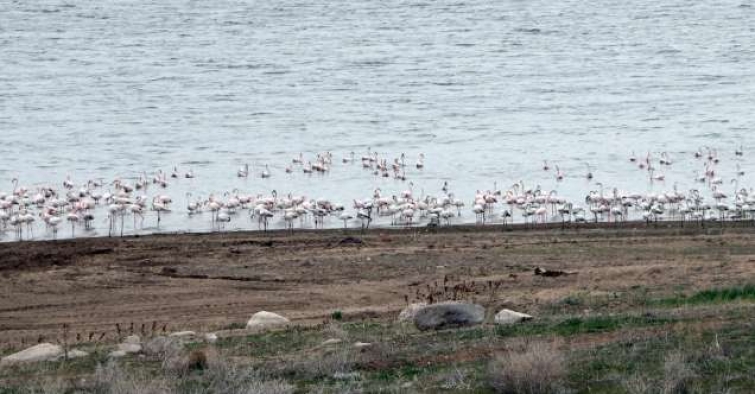 Yüzlerce flamingonun görsel şöleni havadan görüntülendi