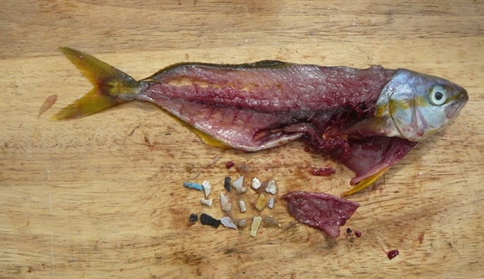 Balıklar mikroplastik yiyor, biz de balıkları!