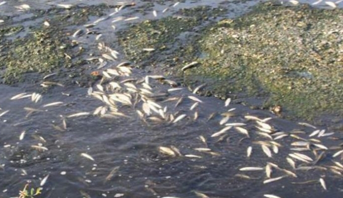 Balık ölümleri yaşanan Bakırçay Nehri’ne hastane kanalizasyonu bağlanmış