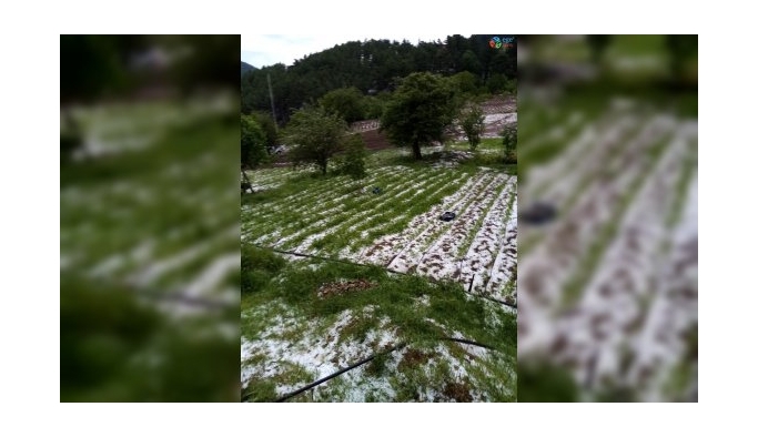 Bursa’da dolu yağışı mahsülleri vurdu