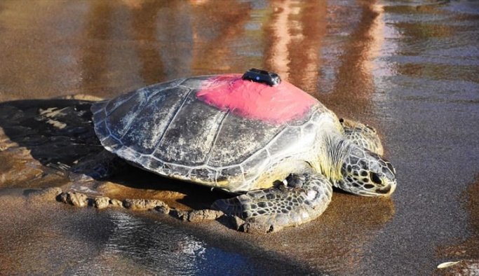 Kaplumbağa "Talay'ın" Tedavisi Uzaydan Takip Ediliyor