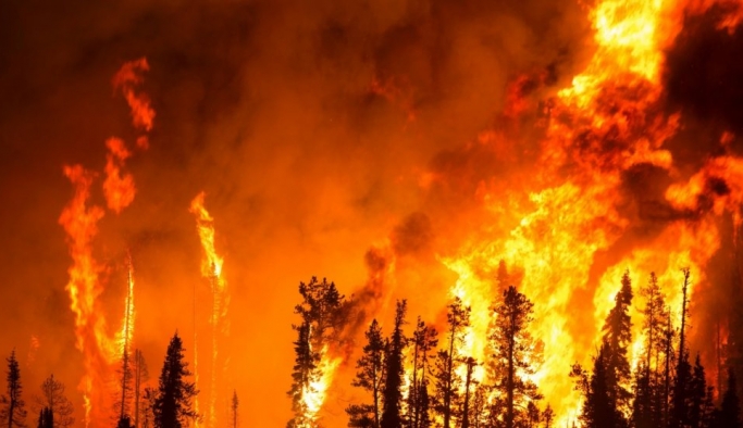 10 soruda orman yangınları