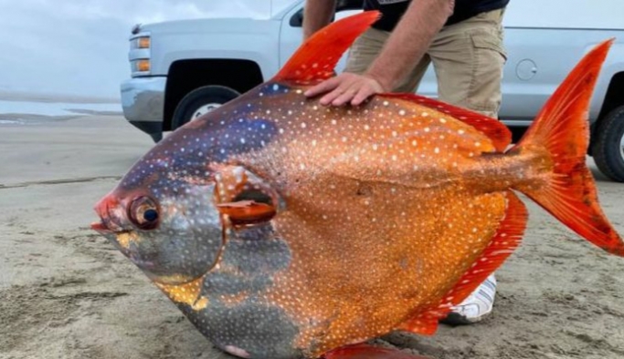 Bilinen tek sıcakkanlı balık olan Opah balığı, ABD’de karaya vurdu