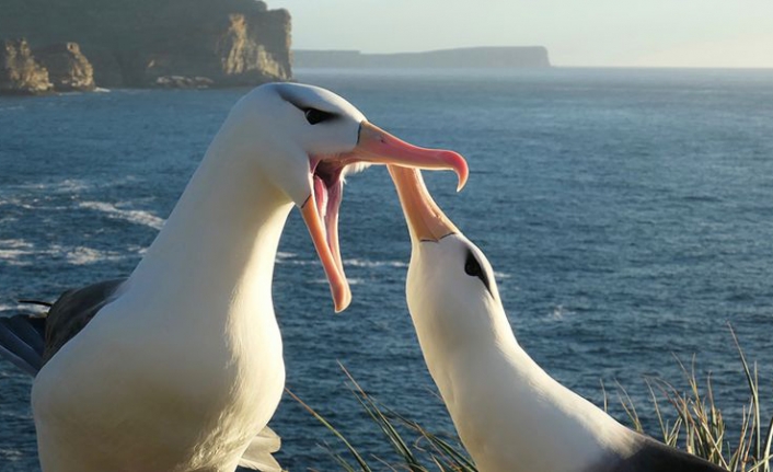 İklim değişikliği eşine en sadık türlerden 'albatroslarda boşanmaları artırdı'