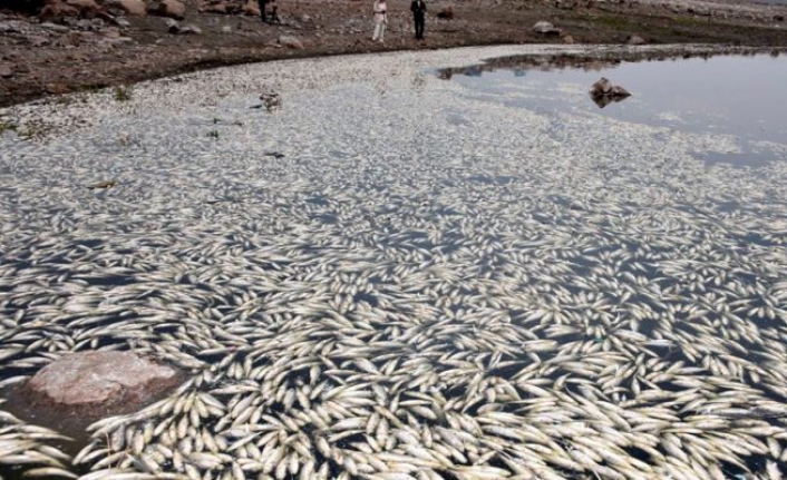 Siverek’teki Hacı Hıdır Baraj Göleti’nde oksijen yetersizliği yüzünden binlerce balık öldü