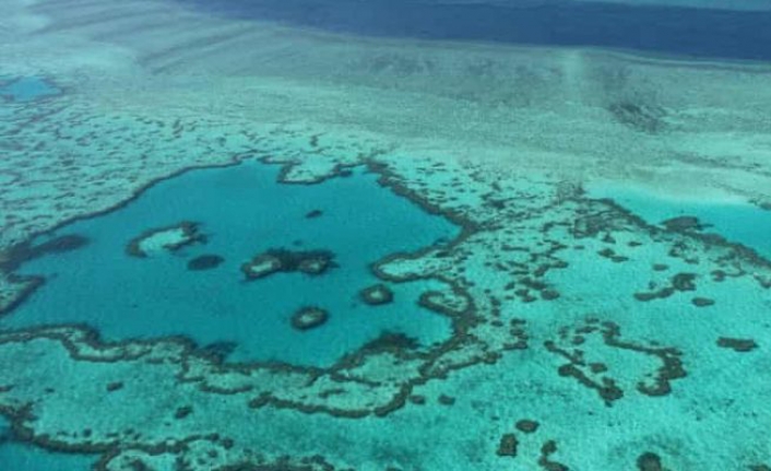 Büyük Bariyer Resifi’nin kitlesel ağartmaya maruz kalacağı tahmin ediliyor