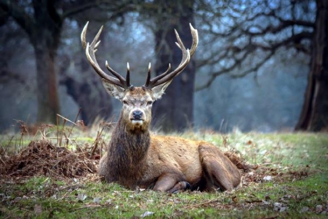 Kızıl geyik avı ihalesine ikinci kez yürütmeyi durdurma kararı