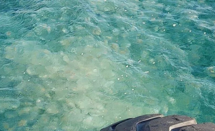 Marmara Denizi'nde denizanası istilası: 'Kesinlikle dokunmayın'