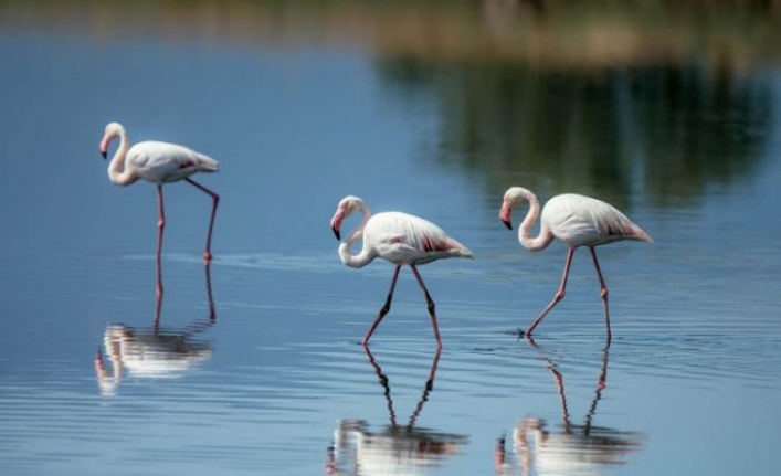 UNESCO Adayı Gediz Deltası’nda kuşların yaşamı kayıt altına alındı