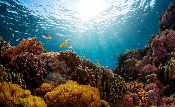 Dünya'nın en büyük mercan resiflerinden biri keşfedildi