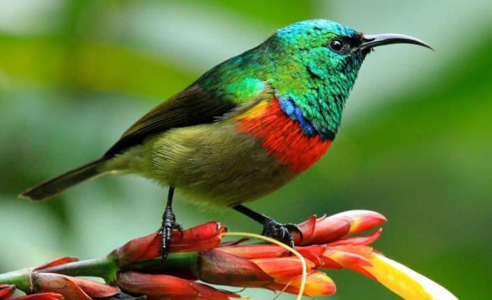 "Gökyüzü adalarında" yaşayan kuşlar, 1 milyon yıldır aynı şarkıyı söylüyor