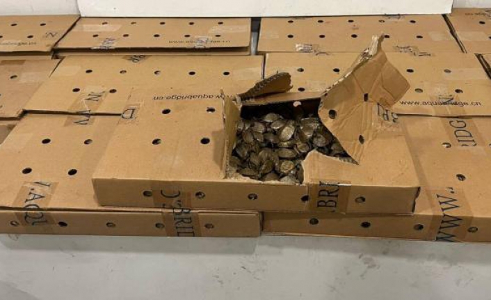Sarp Sınır Kapısı'nda 5 bin su kaplumbağası ele geçirildi