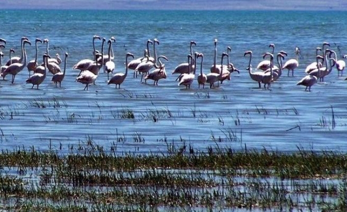 Van’daki flamingo alanı ‘kesin korunacak hassas bölge’ ilan edildi