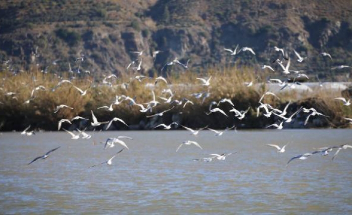 Türkiye'nin en güneyinde 291 kuş türü kayıt altına alındı