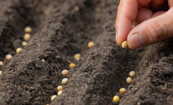 Saadet Partisi, 1 milyon ata tohumu dağıtacak