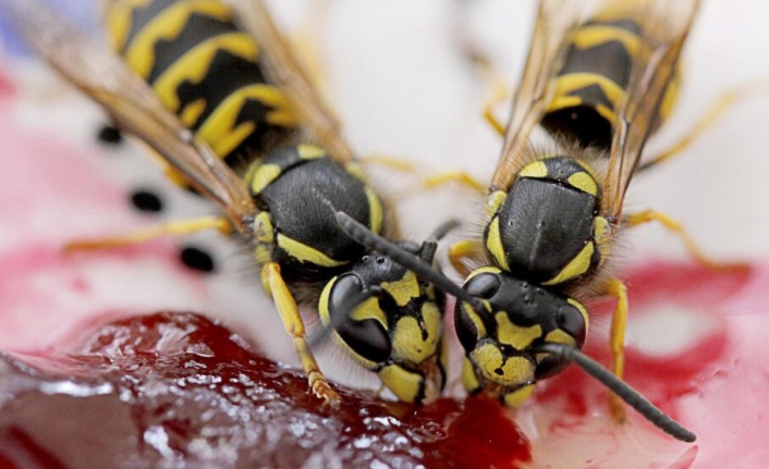 İklim Değişikliğiyle Beraber Yaban Arılarının Nüfusu Azalıyor
