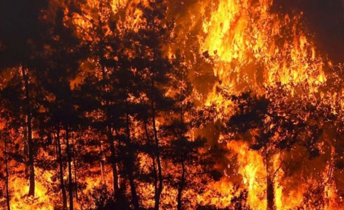 Son 10 Yıldaki Orman Kaybının Yaklaşık Üçte İkisi 2021’deki Yangınlarda Gerçekleşti