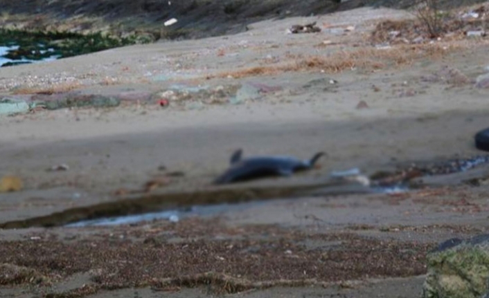 Trabzon'da 2 ölü yunus daha sahile vurdu