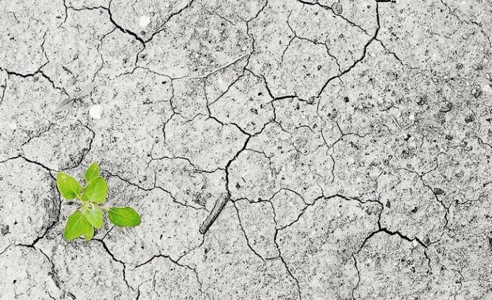 TÜSİAD ve Birleşik Krallık Uluslararası Ticaret Departmanı'ndan “İklim değişikliği ve sürdürülebilir tarım” webinarı