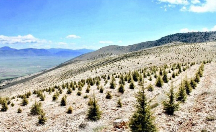 AKP'li İsmail Güneş: Türkiye ağaçlandırmada Avrupa'da birinci, dünyada dördüncü sırada