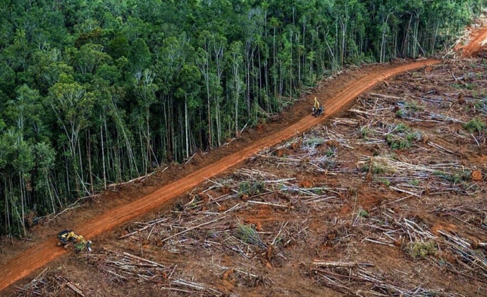 Amazon’daki Ormansızlaşma Nisan Ayında Rekor Kırdı