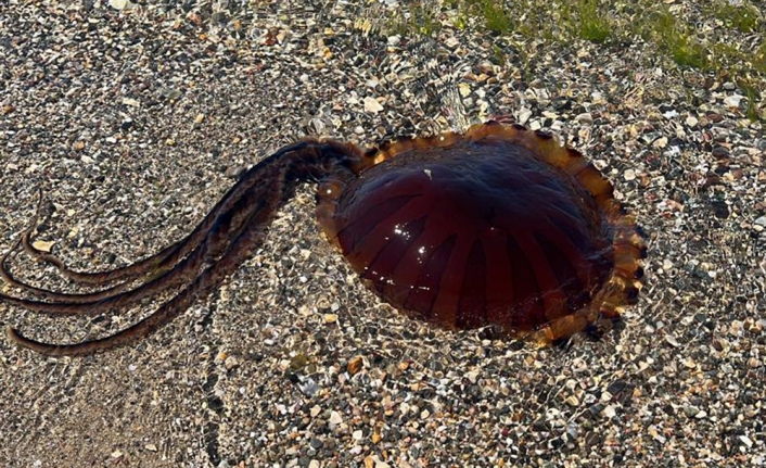 İzmit Körfezi'nde 'pusula denizanası' alarmı