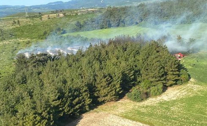Soma'daki orman yangınında 1 hektar alan tahrip oldu