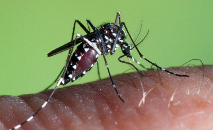 Türkiye’de görülen yeni sivrisinek türleri neler, bu türlere karşı hangi önlemler alınabilir?