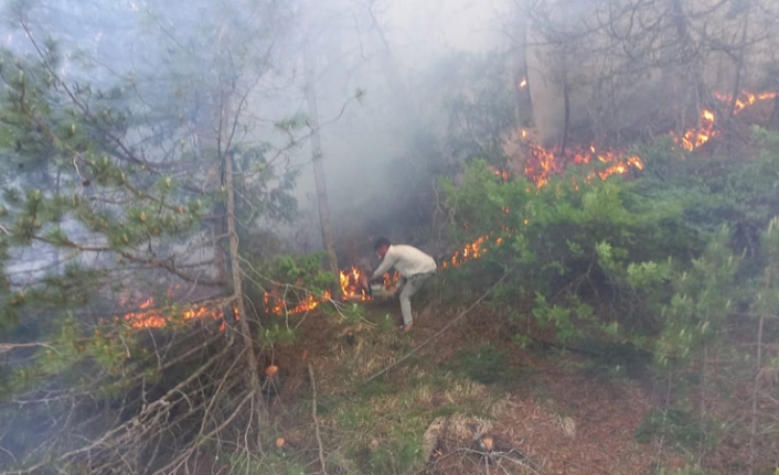Bolu'da orman yangını