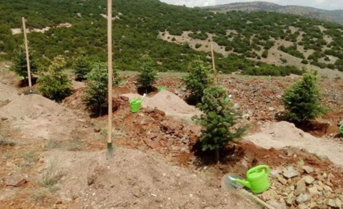 Türkiye Ormancılar Derneği’nden, “Salda Gölü havzasına yanlış fidan diktiler” iddiası