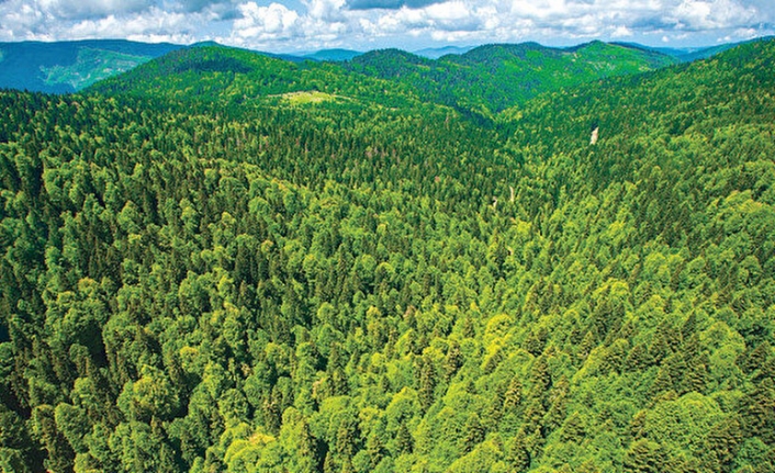 Yeni Rapor: Türkiye’nin Orman Varlığı Artmıyor, Aksine Azalıyor