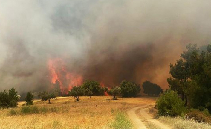Manisa'daki orman yangının verdiği zarar belli oldu