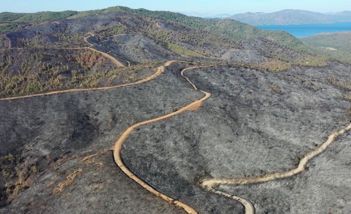 Türk Tabipleri Birliği’nden orman yangınları çağrısı: Önlem ve müdahale aşamalarında ilgili örgütlerin sürece dahil edilmesi zorunluluktur