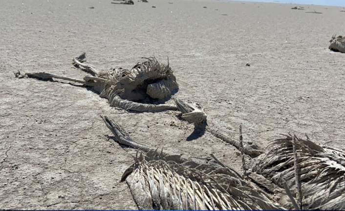 Tuz Gölü’ndeki flamingo ölümlerini Meclis gündeminde