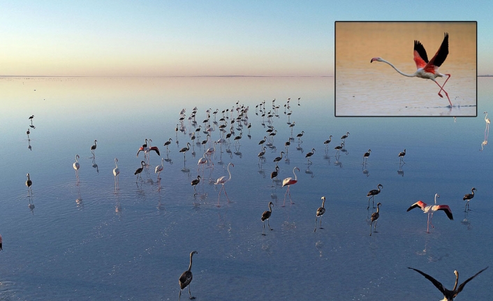 Bakan Kurum'dan Tuz Gölü'ndeki flamingolara ilişkin açıklama: Büyüdüler; uçmaya, göçe hazırlanıyorlar