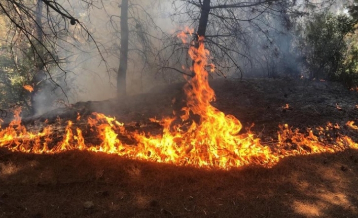 İzmir ve Manisa'da 8 ayda 455 yangın çıktı